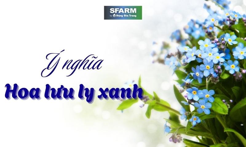 Những bông hoa lưu ly trắng nhỏ li ti, biểu tượng của tình yêu và sự ghi nhớ